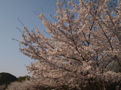 SAKURA