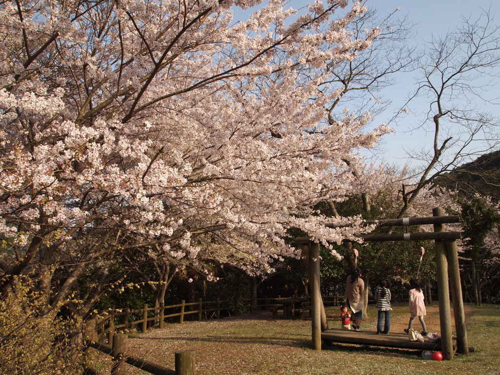 桜の木の下で