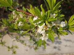 緑に染まる桜