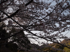 さくら