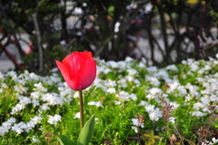 花壇４