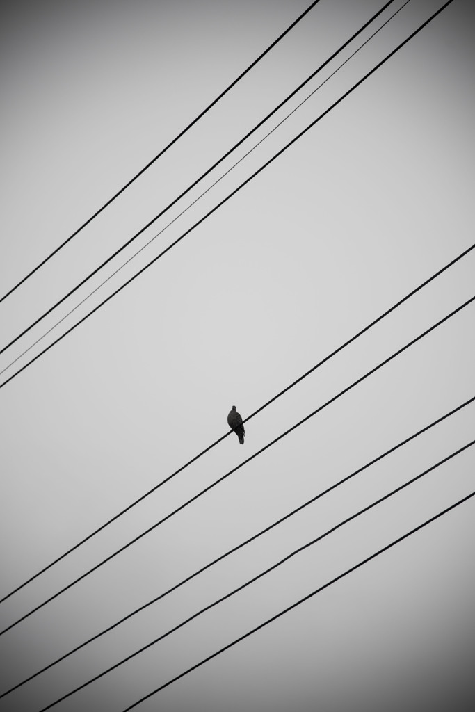 一匹鳩さん
