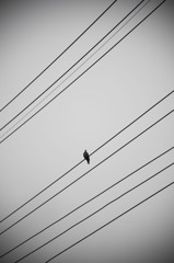 一匹鳩さん