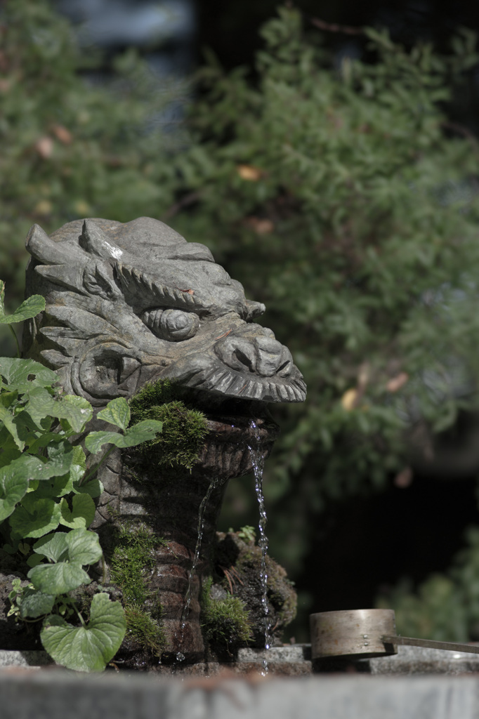石龍