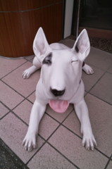 吉祥寺の看板犬