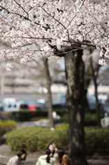 女子会（花見）