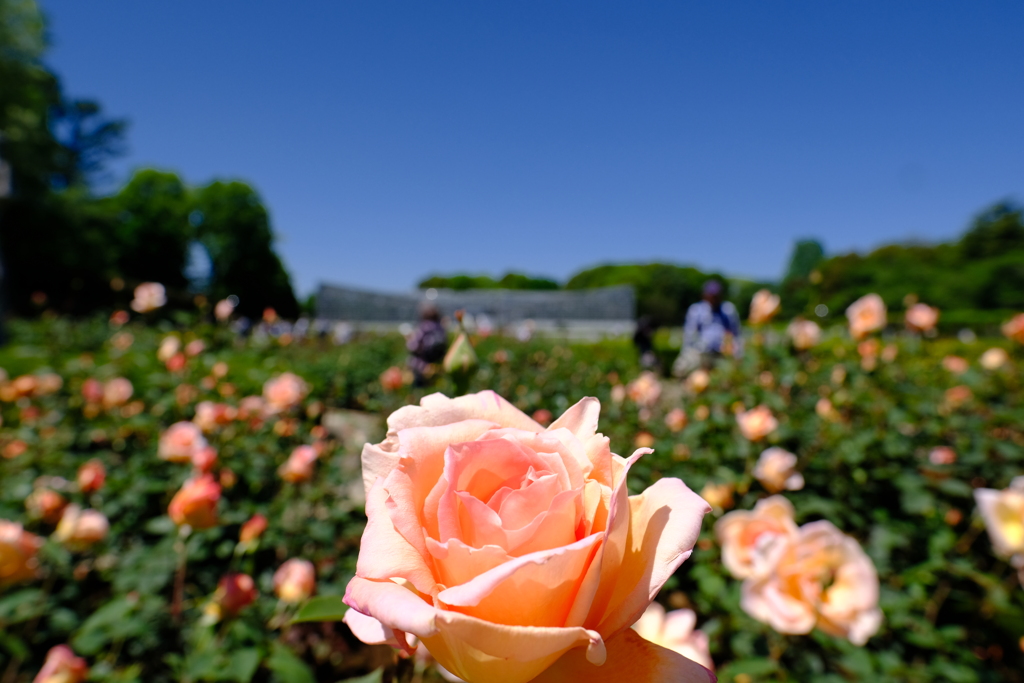 2023春深大寺植物園７