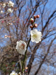春なんですね