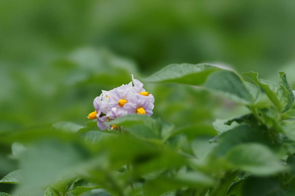 ジャガイモの花