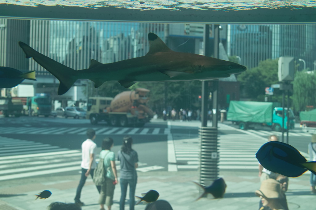 ジョーズIN数寄屋橋