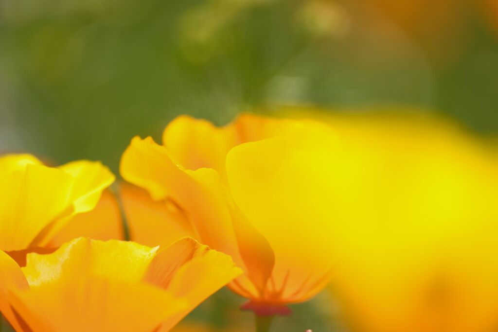 Yellow Fairy Ⅱ