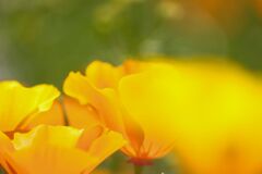 Yellow Fairy Ⅱ