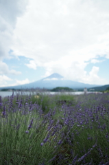 ラベンダーと霊峰