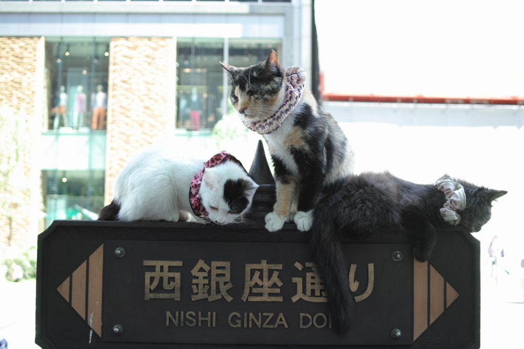 招き猫たち