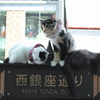 招き猫たち