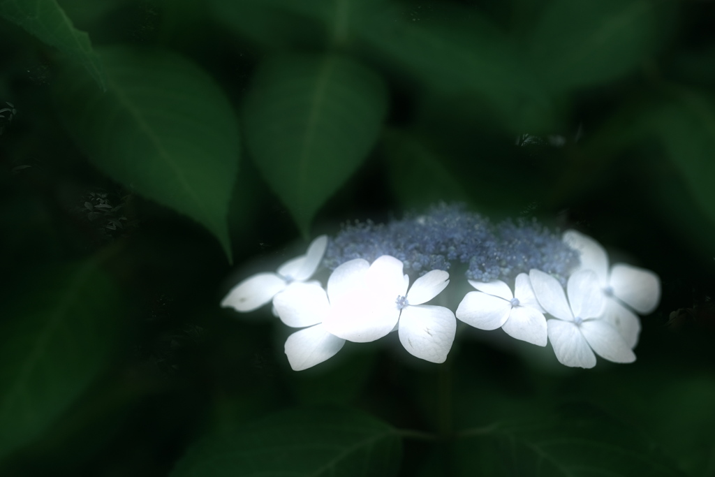 2023紫陽花１