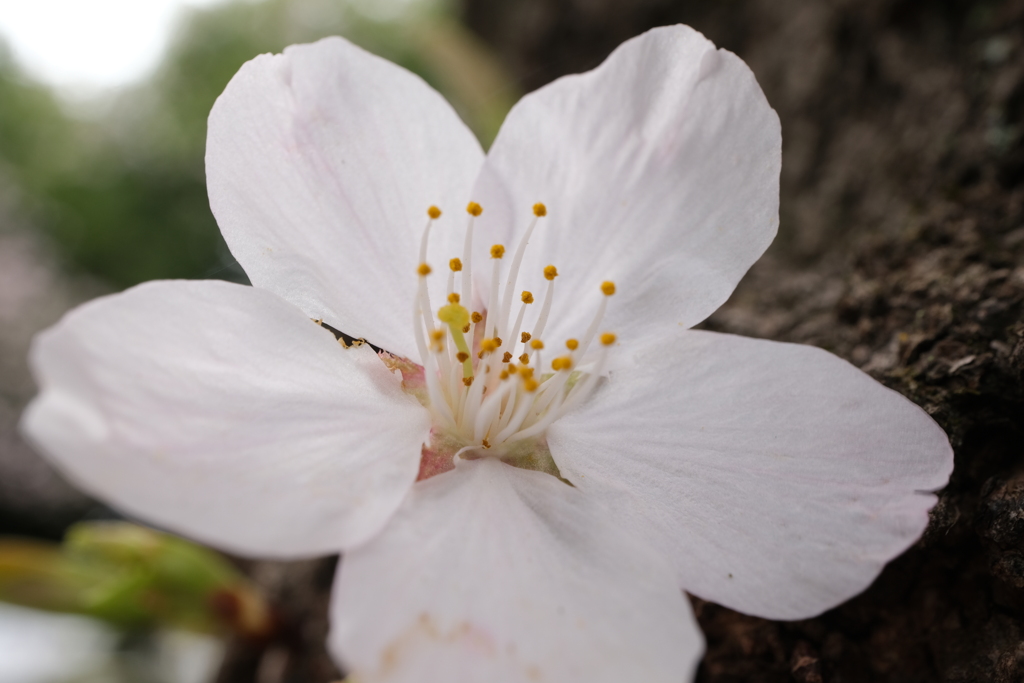 桜アップ１