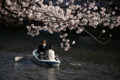 井の頭公園・花見