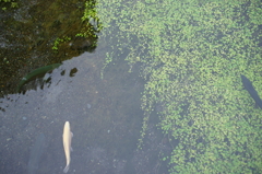 湧き水