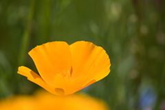 Yellow Fairy