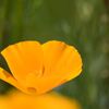 Yellow Fairy