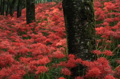 苔むす木と赤いじゅうたん？