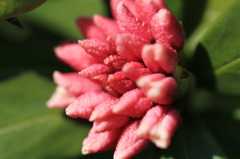 沈丁花