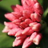沈丁花