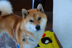 イケ犬（ケン）！