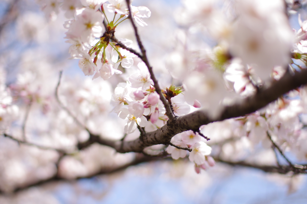桜