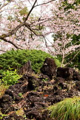 桜吹雪に濡れて