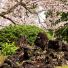 桜吹雪に濡れて