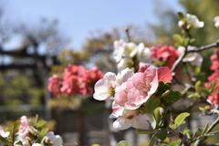 満面の、春