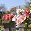 満面の、春