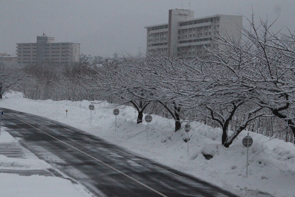 雪の花