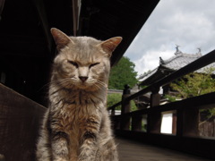 猫寺