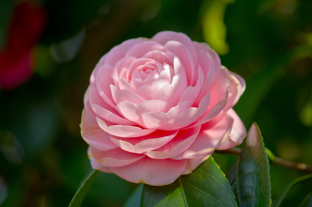 嵐山の花