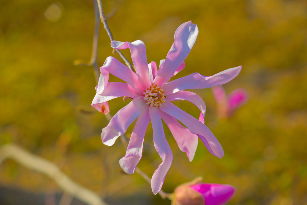 ピンクの花
