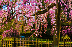 御所の桜