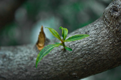 木の枝の草