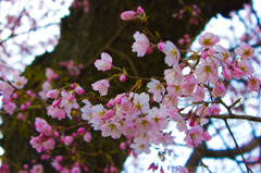 御所の桜