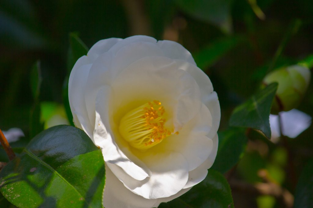 嵐山の花2