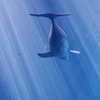 イルカ