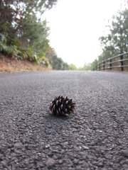 散歩道