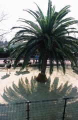 Ostrich　Club