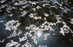 桜模様