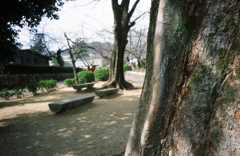 木の表面と風景