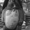 珍しい