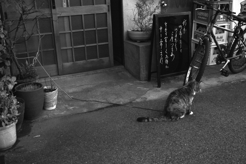 猫の後姿