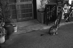 猫の後姿